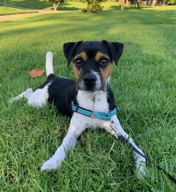 Southern California Jack Russell Terriers - Quality Purebred